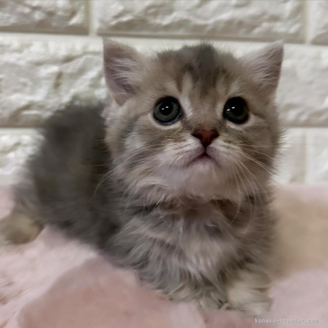 上田　希和(うえだ　きわ)ブリーダー(愛知県・ノルウェージャンフォレストキャットなど・有り(国内血統書団体)登録)の紹介写真2