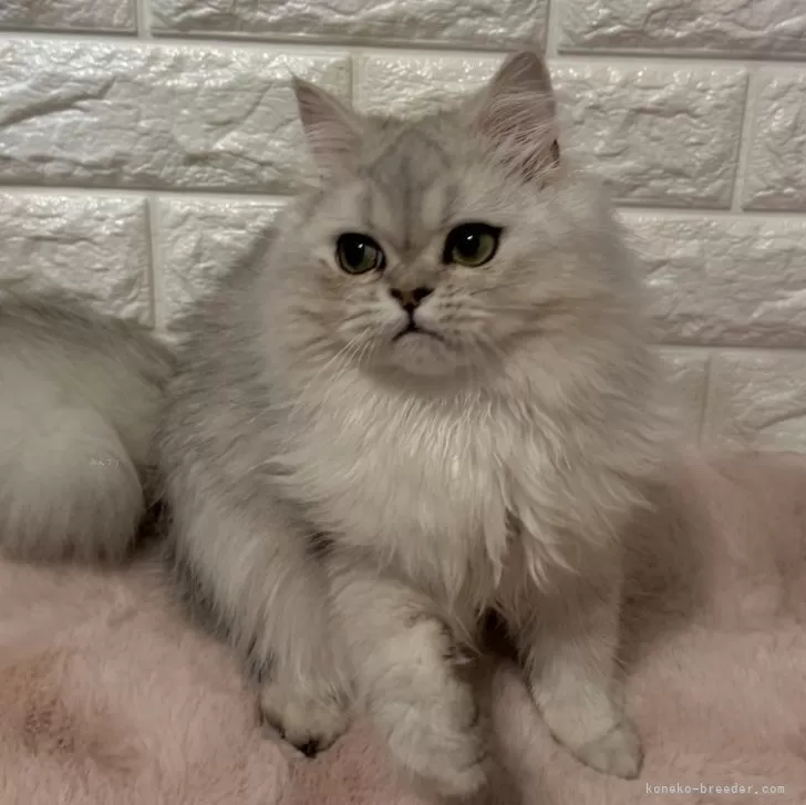 ID：2407-02328の子猫