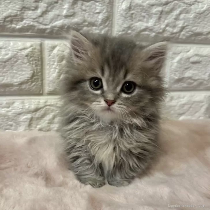 ID:2406-01881の子猫