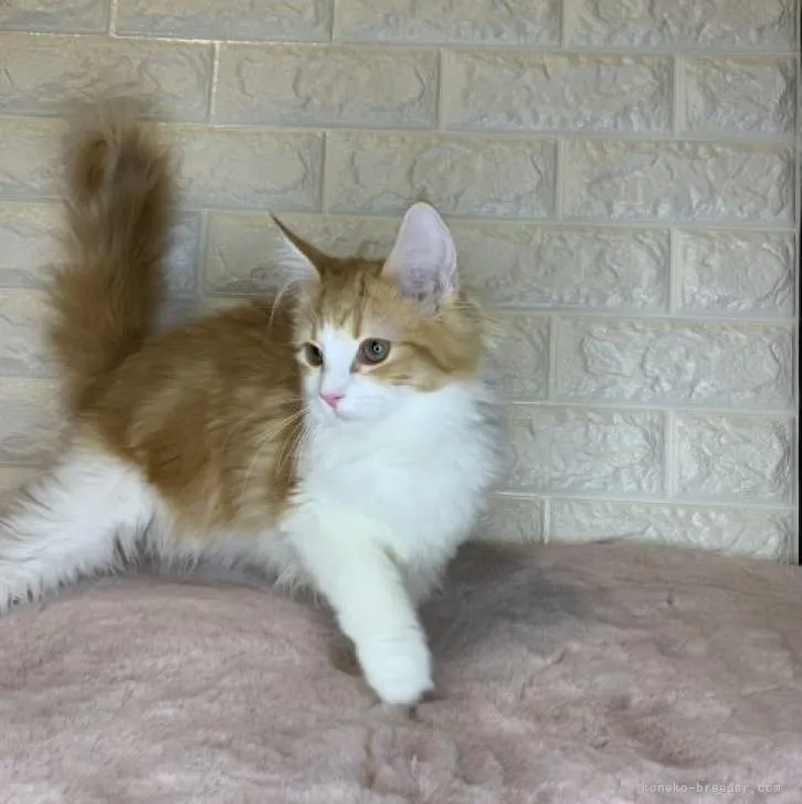 ID：2301-00545の子猫