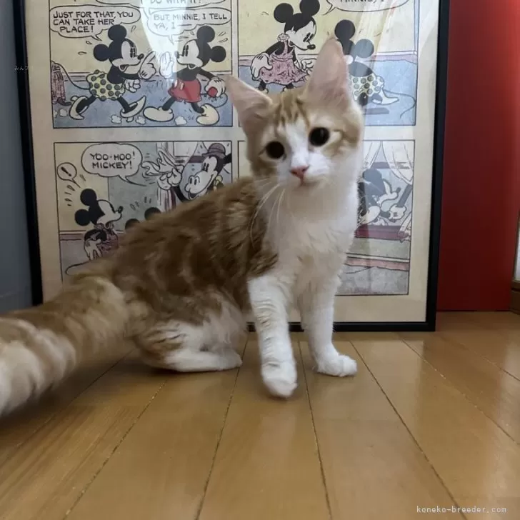 ID：2411-02734の子猫