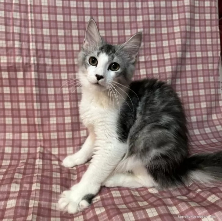 ID：2410-03141の子猫