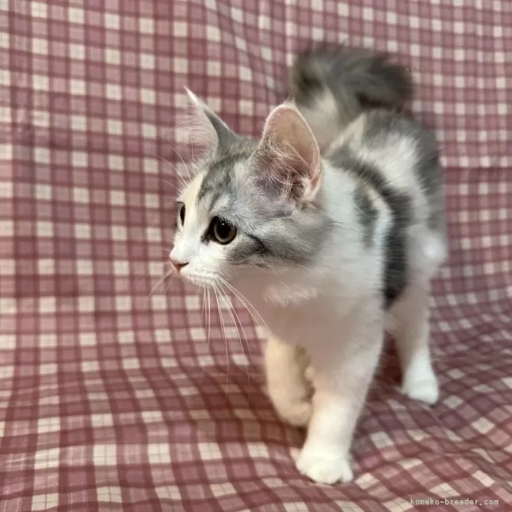 ID：2411-00231の子猫