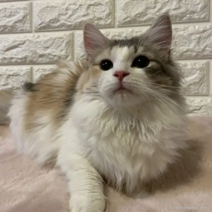 ID:2307-00965の子猫