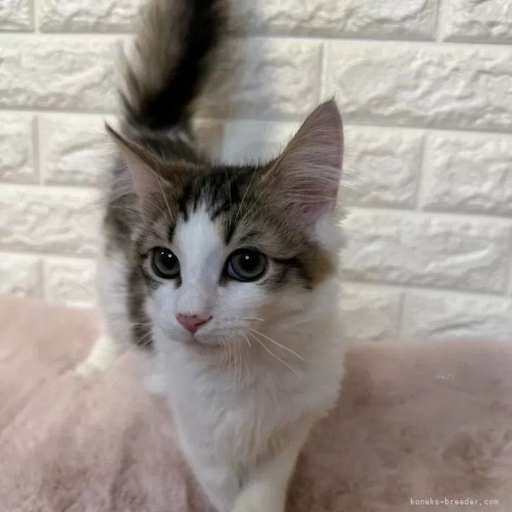 ID：2402-02335の子猫