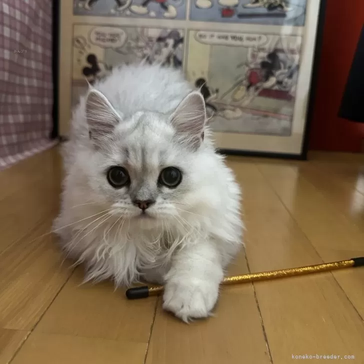 ID：2411-01748の子猫