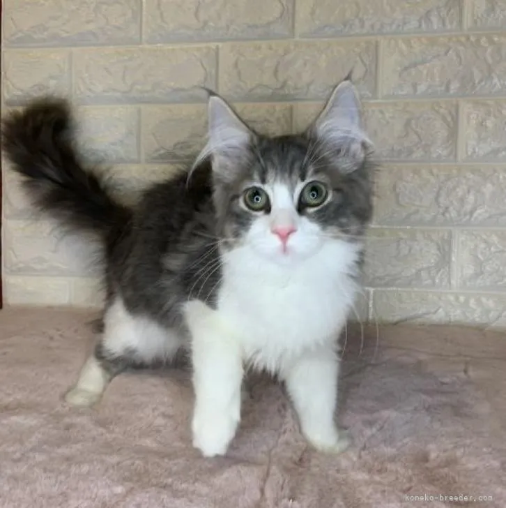 ID:2301-00546の子猫
