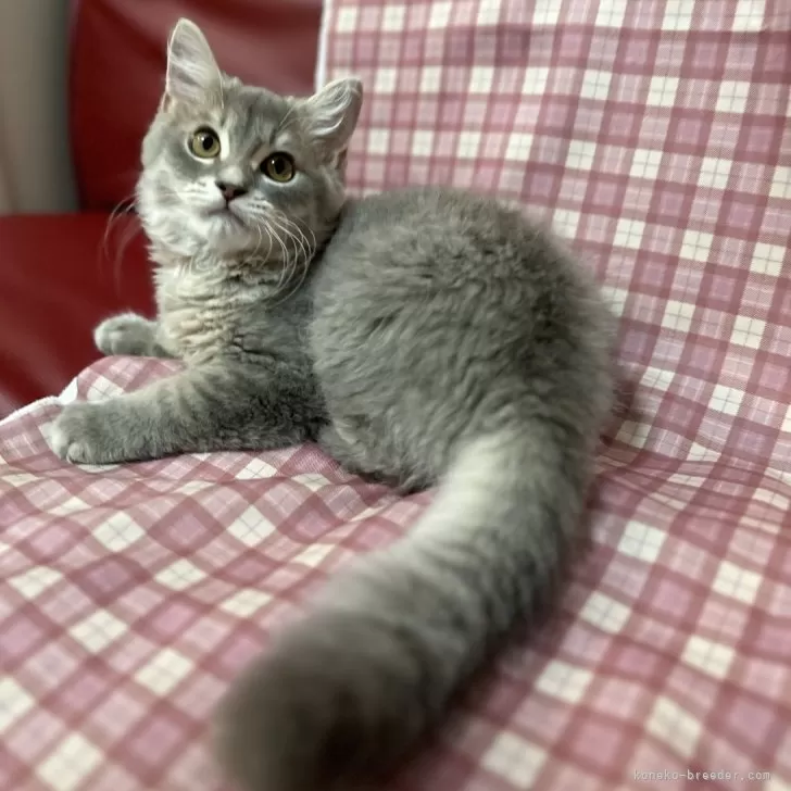 ID：2407-02320の子猫