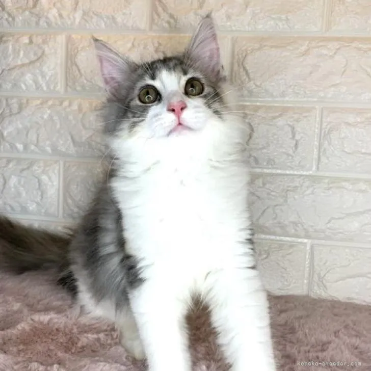 ID：2207-01192の子猫