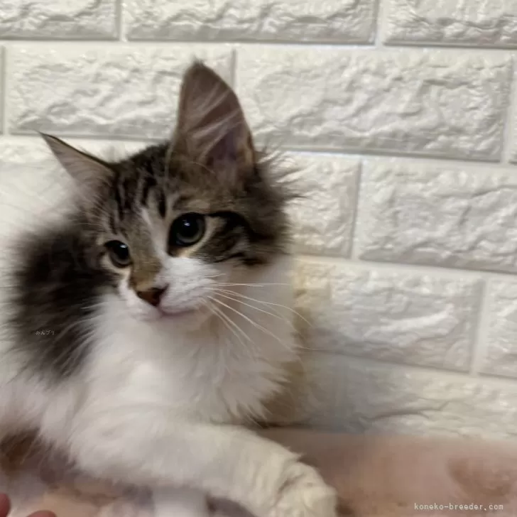 ID：2402-00807の子猫