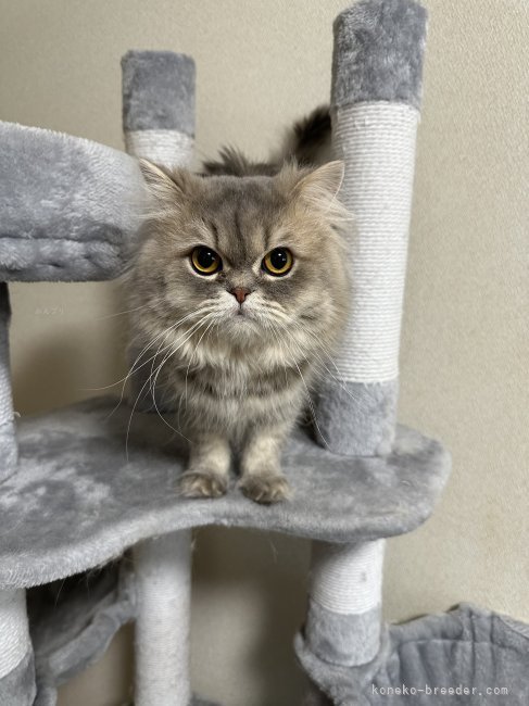 ペルシャ(チンチラ)【・男の子・2022年5月11日・ブルー】