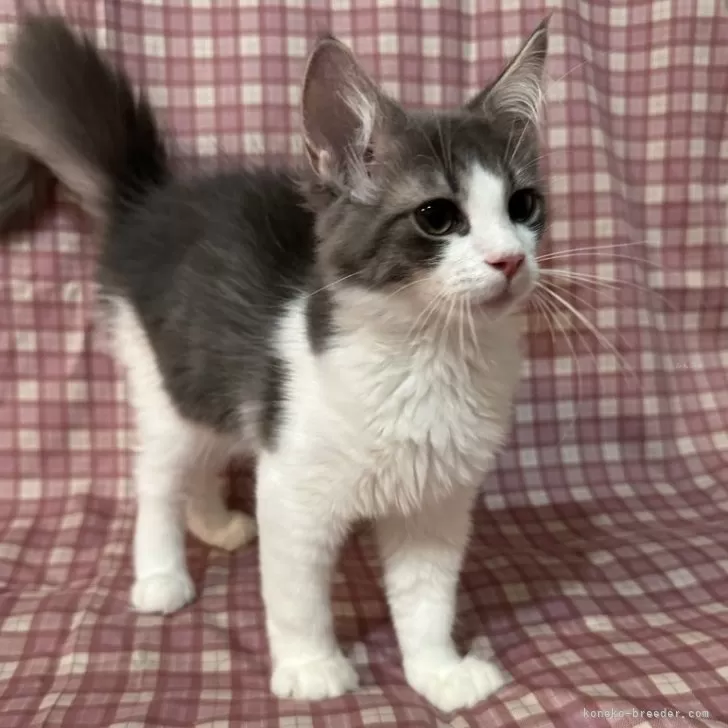 ID：2410-00208の子猫