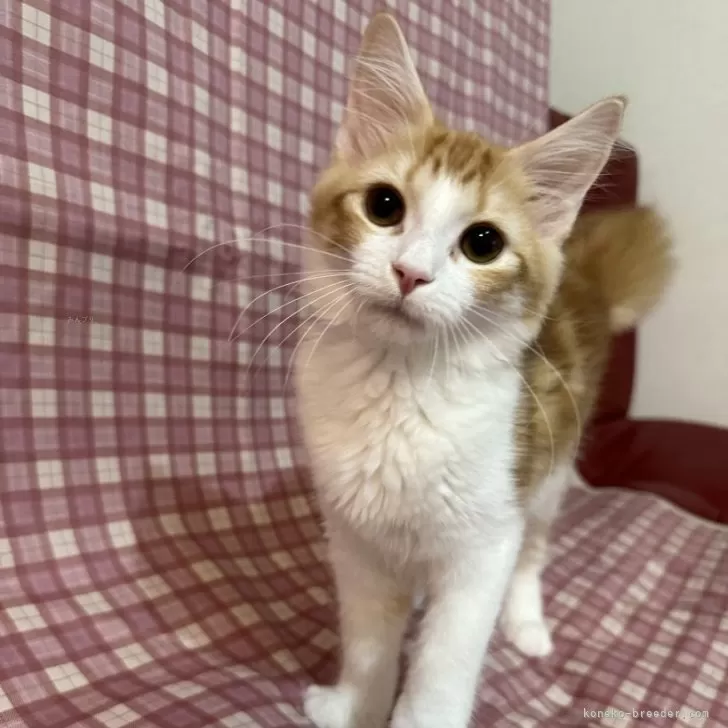 ID：2410-00207の子猫