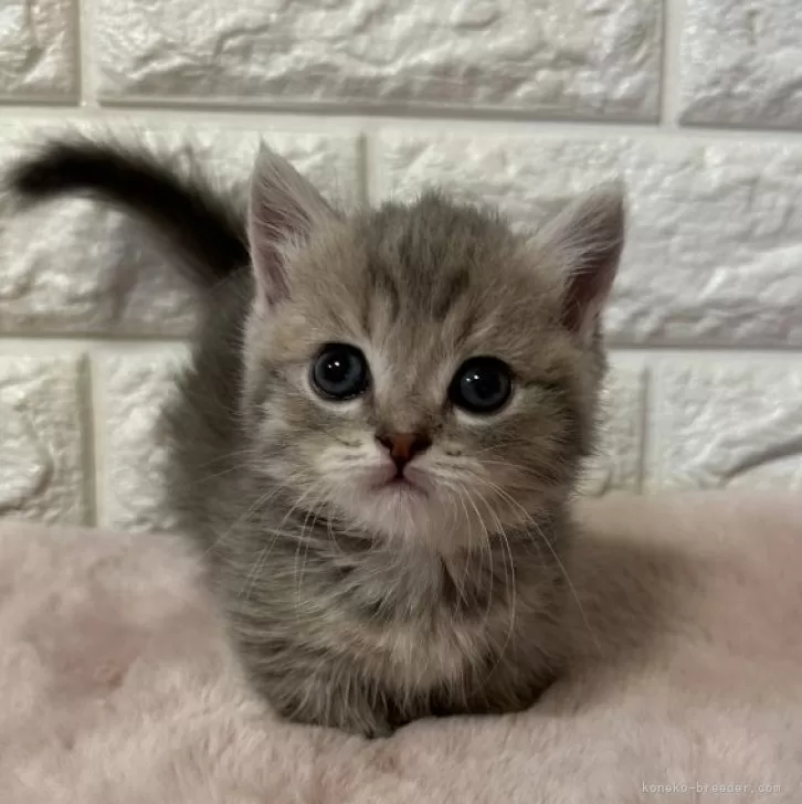 ID:2406-01884の子猫