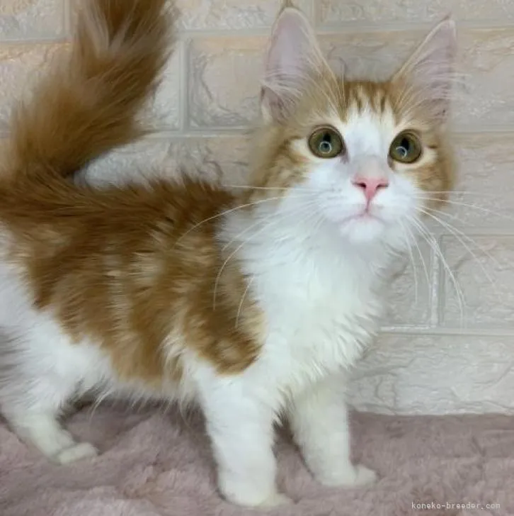 ID：2207-01309の子猫