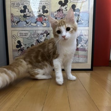 ノルウェージャンフォレストキャット【愛知県・女の子・2024年6月7日・レッドタビー】の写真「綺麗な毛色の可愛い女の子です💓」