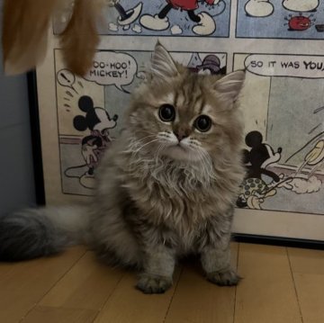 ペルシャ(チンチラ)【愛知県・女の子・2024年5月29日・チンチラゴールデン】の写真「顔立ちの可愛い女の子です💓」