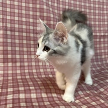 ノルウェージャンフォレストキャット【愛知県・女の子・2024年6月7日・ダイリュートキャリコ】の写真「キャリコの淡いカラーで可愛い女の子です♡」