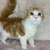 ノルウェージャンフォレストキャット【愛知県・女の子・2022年3月28日・レッドタビーホワイト】の写真1