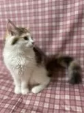 ノルウェージャンフォレストキャット【愛知県・女の子・2024年5月7日・キャリコ】の写真3