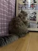 ペルシャ(チンチラ)【愛知県・男の子・2024年5月29日・チンチラゴールデン】の写真3