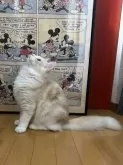 ノルウェージャンフォレストキャット【愛知県・男の子・2024年6月7日・クリームタビー】の写真3