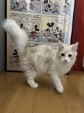 ノルウェージャンフォレストキャット【愛知県・男の子・2024年6月7日・クリームタビー】の写真4