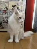 ノルウェージャンフォレストキャット【愛知県・男の子・2024年6月7日・クリームタビー】の写真5