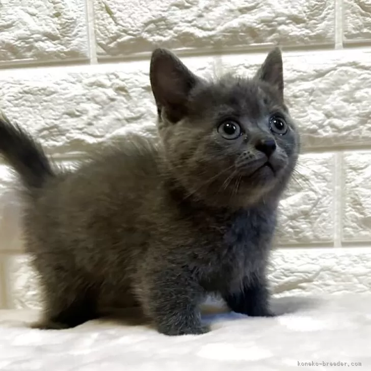 ID:2506-03060の子猫