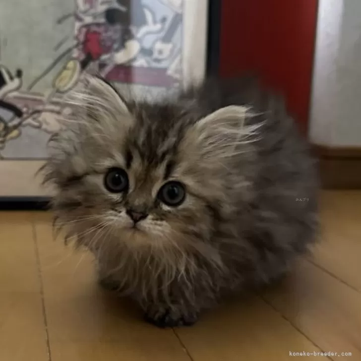ID:2503-00193の子猫