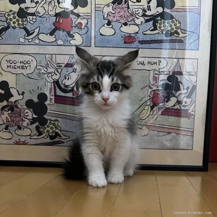 ID:2502-00718の子猫