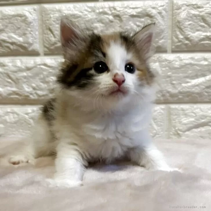 ID：2506-01475の子猫