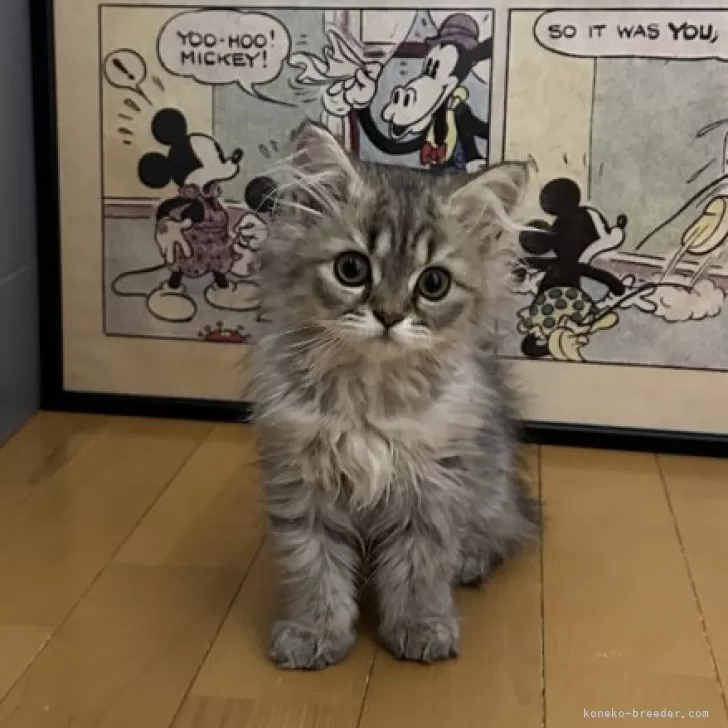 ID:2504-00326の子猫