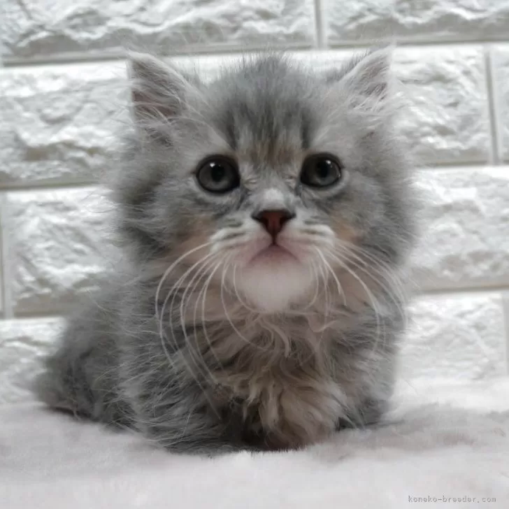 Y.W 様のお迎えした子猫