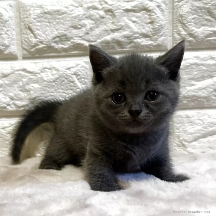 ID：2506-01902の子猫