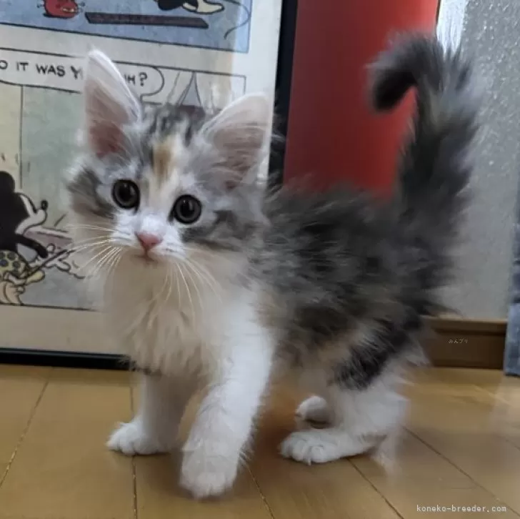 ID：2503-01247の子猫