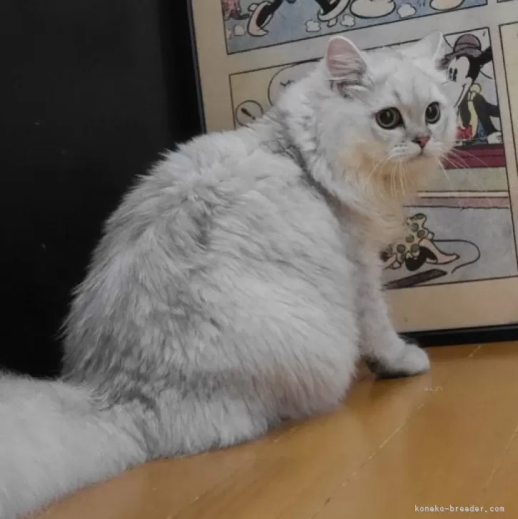 ペルシャ(チンチラ)【愛知県・女の子・2025年4月15日・チンチラシルバー】の写真1