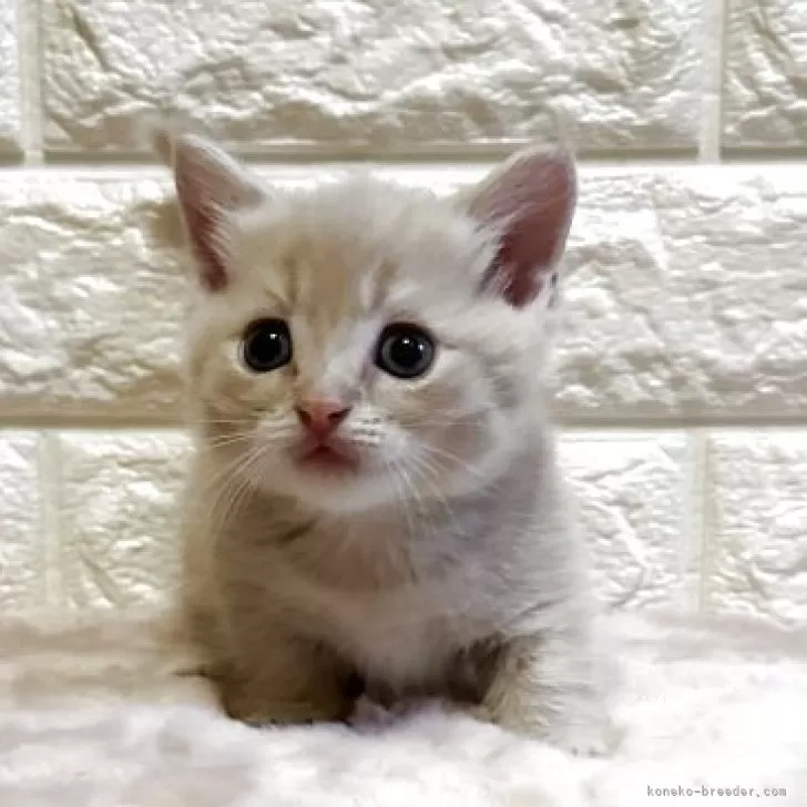 ゆに 様のお迎えした子猫