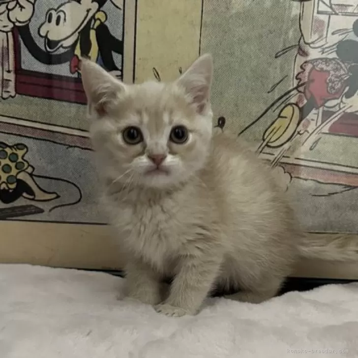 ID:2501-00261の子猫