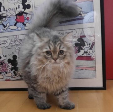 ペルシャ(チンチラ)【愛知県・男の子・2025年4月15日・シェーデットゴールデン】の写真「ふさふさな毛並みで可愛いです🐱」