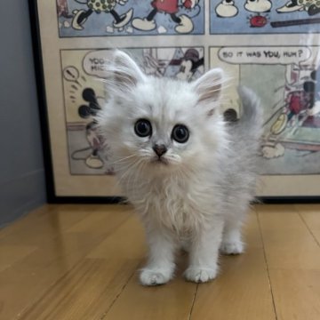 ペルシャ(チンチラ)【愛知県・男の子・2025年1月5日・チンチラシルバー】の写真「とっても可愛い顔立ちの男の子です🩷」
