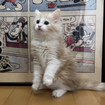 ノルウェージャンフォレストキャット【愛知県・女の子・2025年1月7日・クリーム】の写真「優しい顔立ちの可愛い女の子です🩷」