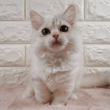 ミヌエット(短足)【愛知県・女の子・2025年8月2日・ダイリュートキャリコ】の写真「短足ちゃんの可愛い女の子です❤️」