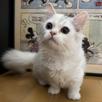 ミヌエット(短足)【愛知県・女の子・2025年8月2日・ダイリュートキャリコ】の写真「短足ちゃんの可愛い女の子です❤️」