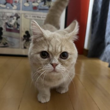 ミヌエット(短足)【愛知県・男の子・2024年10月31日・クリーム】の写真「まあるい顔立ちの可愛い男の子です🩷」