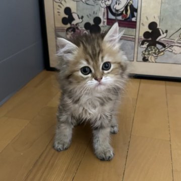 ペルシャ(チンチラ)【愛知県・男の子・2025年3月1日・チンチラゴールデン】の写真「とっても可愛くて元気な男の子です🩷」