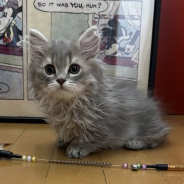 ミヌエット(短足)【愛知県・男の子・2024年12月11日・ブルー】の写真「ブルーのお色が可愛い男の子です🐱♡」