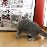 ミヌエット(長足)