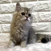 ペルシャ(チンチラ)