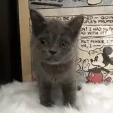 ミヌエット(長足)【愛知県・女の子・2025年11月25日・ブルー】の写真1